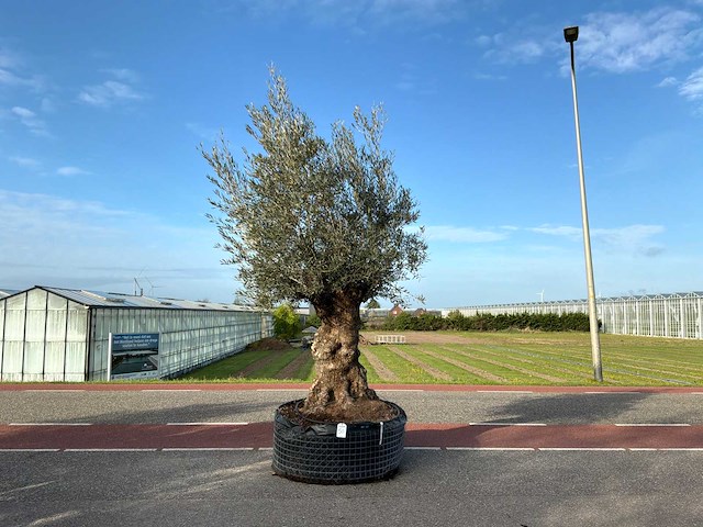 Olijfboom (olea europaea lessini) - afbeelding 1 van  1