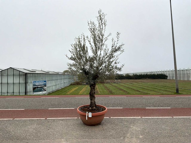 Olijfboom (olea europaea lessini) - afbeelding 1 van  1