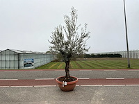Olijfboom (olea europaea lessini) - afbeelding 1 van  1