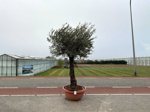 Olijfboom (olea europaea lessini) - afbeelding 1 van  1