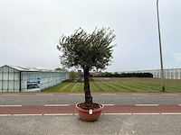 Olijfboom (olea europaea lessini) - afbeelding 1 van  1