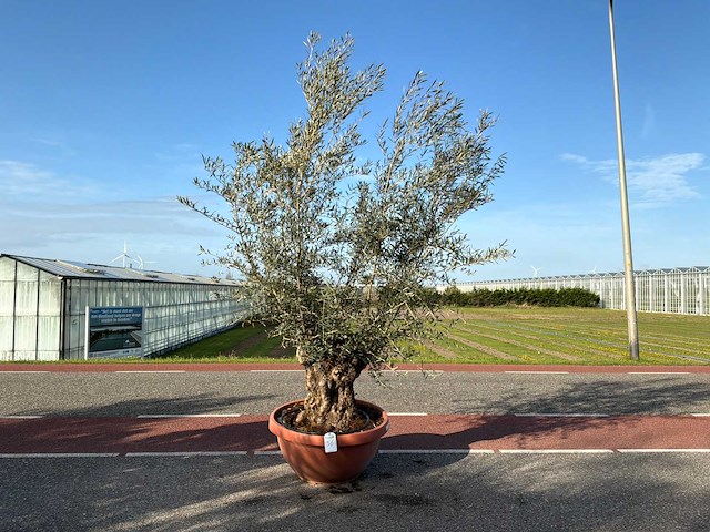 Olijfboom (olea europaea lessini) - afbeelding 1 van  1