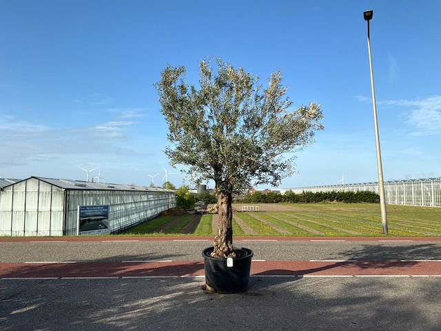 Olijfboom (olea europaea lessini) - afbeelding 1 van  1
