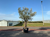 Olijfboom (olea europaea lessini) - afbeelding 1 van  1
