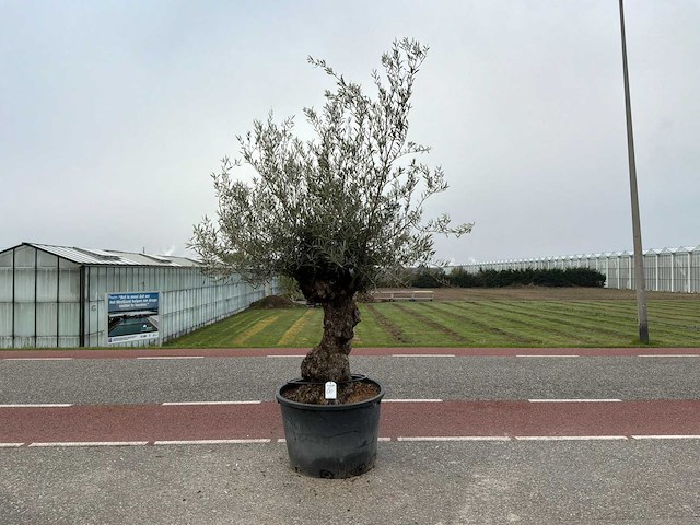 Olijfboom (olea europaea lessini) - afbeelding 1 van  1