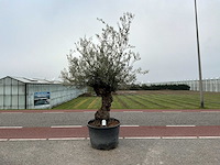 Olijfboom (olea europaea lessini) - afbeelding 1 van  1