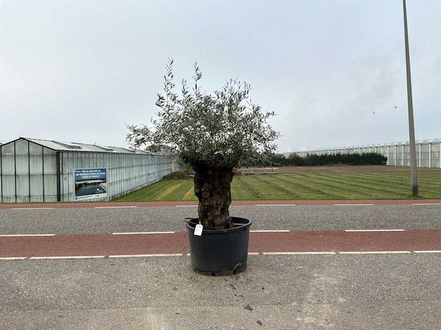Olijfboom (olea europaea lessini) - afbeelding 1 van  1