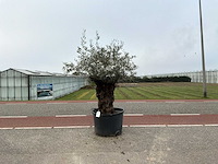 Olijfboom (olea europaea lessini) - afbeelding 1 van  1