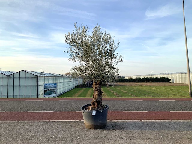 Olijfboom (olea europaea lessini) - afbeelding 1 van  1