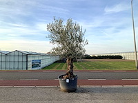 Olijfboom (olea europaea lessini) - afbeelding 1 van  1
