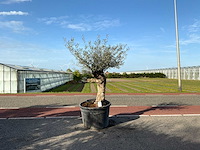 Olijfboom (olea europaea lessini) - afbeelding 1 van  1