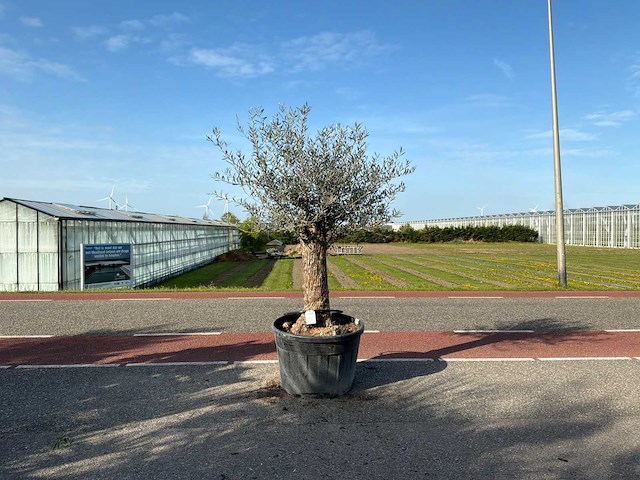 Olijfboom (olea europaea lessini) - afbeelding 1 van  1
