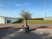 Olijfboom (olea europaea lessini) - afbeelding 1 van  1