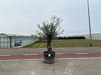Olijfboom (olea europaea lessini) - afbeelding 1 van  1