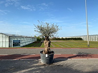 Olijfboom (olea europaea lessini) - afbeelding 1 van  1