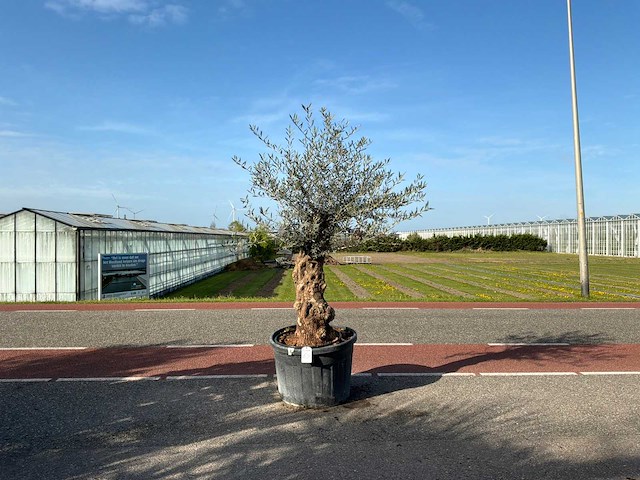 Olijfboom (olea europaea lessini) - afbeelding 1 van  1