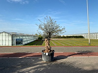 Olijfboom (olea europaea lessini) - afbeelding 1 van  1