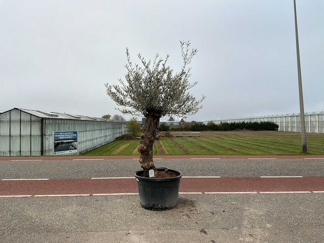 Olijfboom (olea europaea lessini) - afbeelding 1 van  1