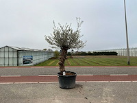 Olijfboom (olea europaea lessini) - afbeelding 1 van  1