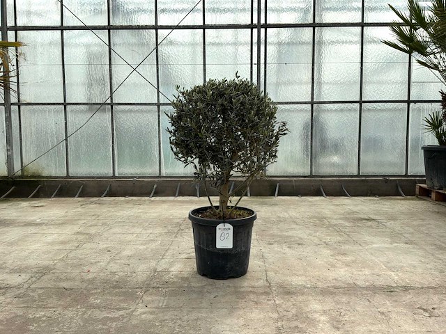 Olijfboom (olea europaea lessini) - afbeelding 1 van  1