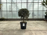 Olijfboom (olea europaea lessini) - afbeelding 1 van  1