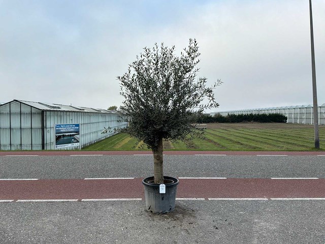 Olijfboom (olea europaea lessini) - afbeelding 1 van  1