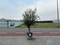 Olijfboom (olea europaea lessini) - afbeelding 1 van  1