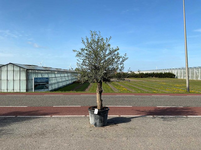Olijfboom (olea europaea lessini) - afbeelding 1 van  1