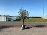 Olijfboom (olea europaea lessini) - afbeelding 1 van  1