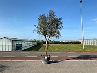 Olijfboom (olea europaea lessini) - afbeelding 1 van  1