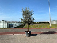 Olijfboom (olea europaea lessini) - afbeelding 1 van  1
