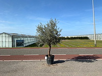 Olijfboom (olea europaea lessini) - afbeelding 1 van  1