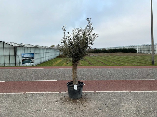 Olijfboom (olea europaea lessini) - afbeelding 1 van  1