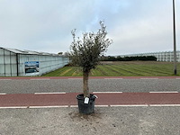 Olijfboom (olea europaea lessini) - afbeelding 1 van  1