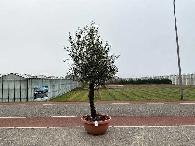 Olijfboom (olea europaea lessini) - afbeelding 1 van  1