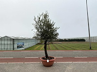 Olijfboom (olea europaea lessini) - afbeelding 1 van  1
