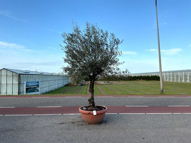 Olijfboom (olea europaea lessini) - afbeelding 1 van  1