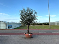 Olijfboom (olea europaea lessini) - afbeelding 1 van  1