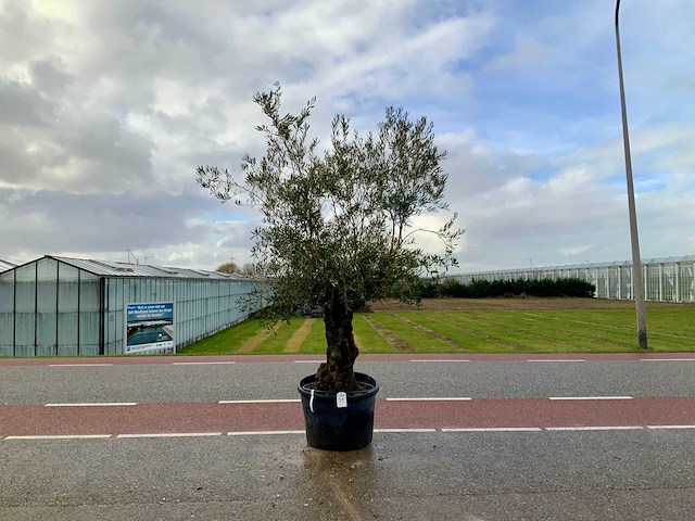 Olijfboom (olea europaea lessini) - afbeelding 1 van  1