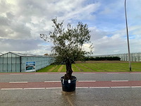 Olijfboom (olea europaea lessini) - afbeelding 1 van  1