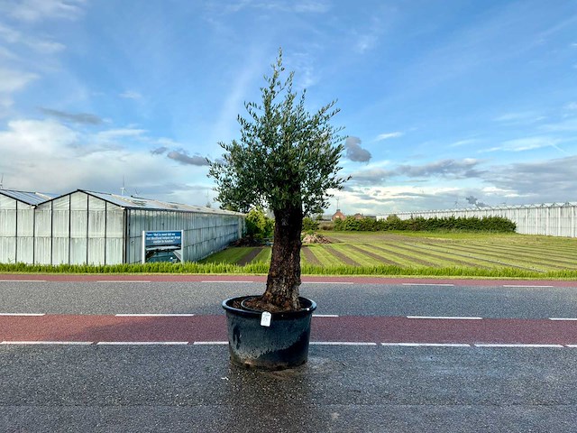 Olijfboom (olea europaea lessini) - afbeelding 1 van  1