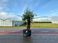 Olijfboom (olea europaea lessini) - afbeelding 1 van  1