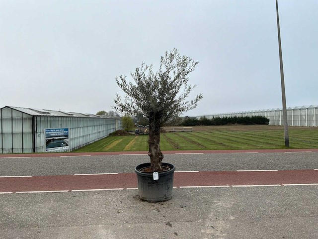 Olijfboom (olea europaea lessini) - afbeelding 1 van  1