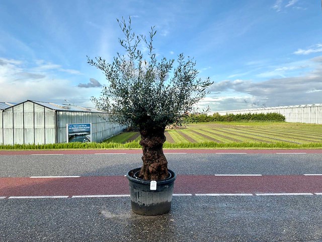 Olijfboom (olea europaea lessini) - afbeelding 1 van  1