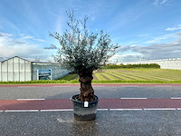 Olijfboom (olea europaea lessini) - afbeelding 1 van  1