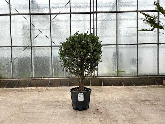 Olijfboom (olea europaea lessini) - afbeelding 1 van  1