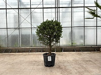Olijfboom (olea europaea lessini) - afbeelding 1 van  1