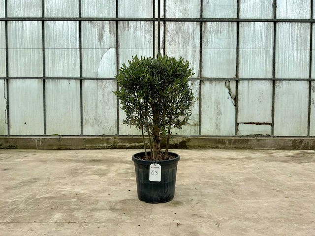 Olijfboom (olea europaea lessini) - afbeelding 1 van  1