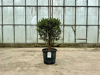 Olijfboom (olea europaea lessini) - afbeelding 1 van  1