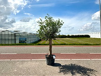 Olijfboom (olea europaea lessini) - afbeelding 1 van  1
